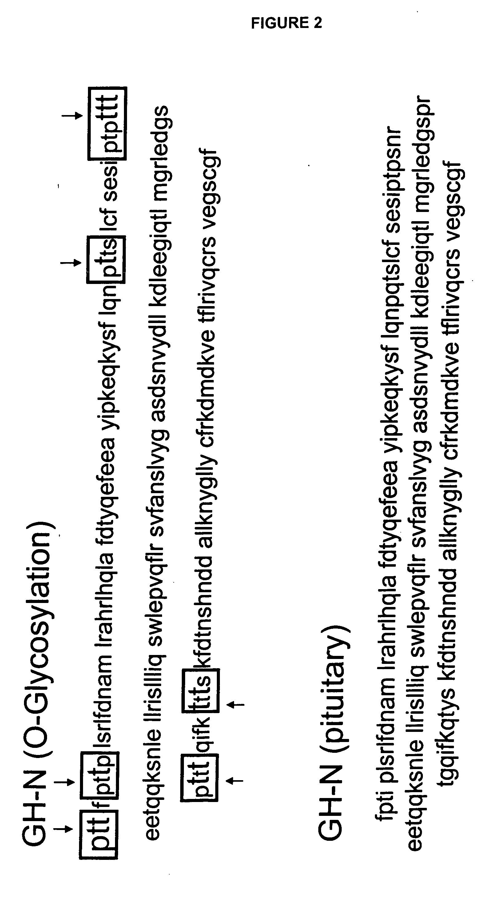 Compositions and methods for the preparation of protease resistant human growth hormone glycosylation mutants