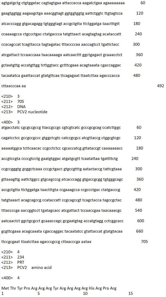 Porcine circovirus type 2 Cap protein and thymosin alpha1 fusion protein and application