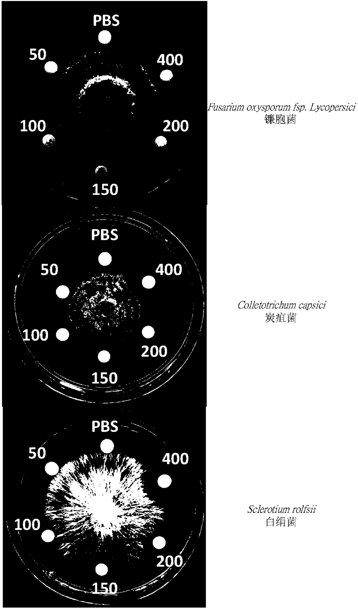 Orchid extract with antifungal function and composition thereof