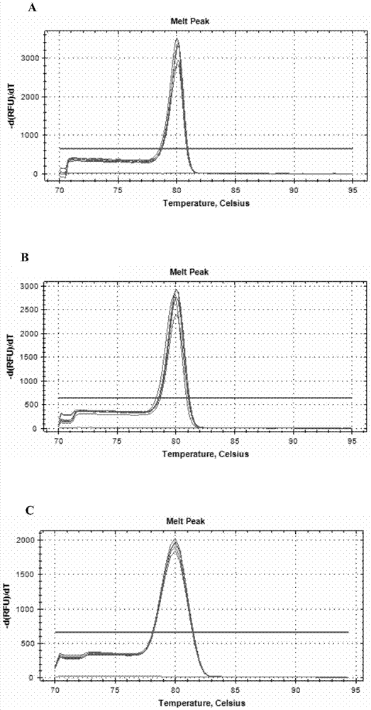 Method for applying dual high-resolution melting curve technology to detect Bartonella