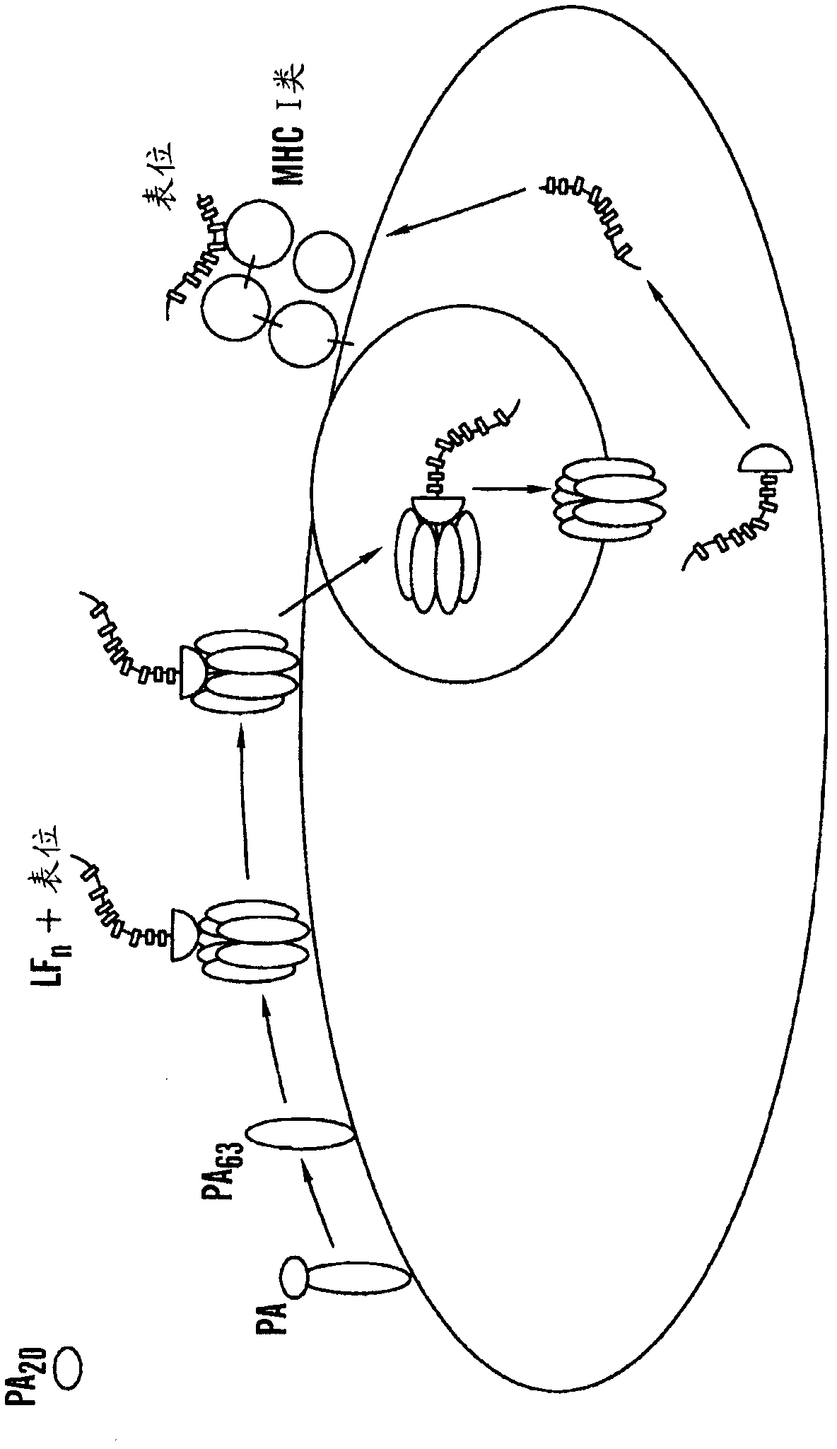 Methods and compositions for diagnostic assays for measuring cell mediated immune response