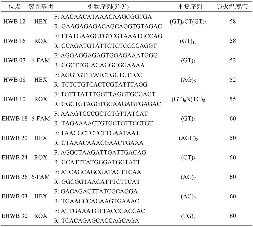 Selective breeding method for distant hybridization offspring between megalobrama amblycephala and ancherythroculter nigrocauda