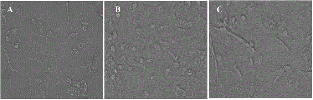 Method used for separation and culture of poultry endothelial progenitor cells