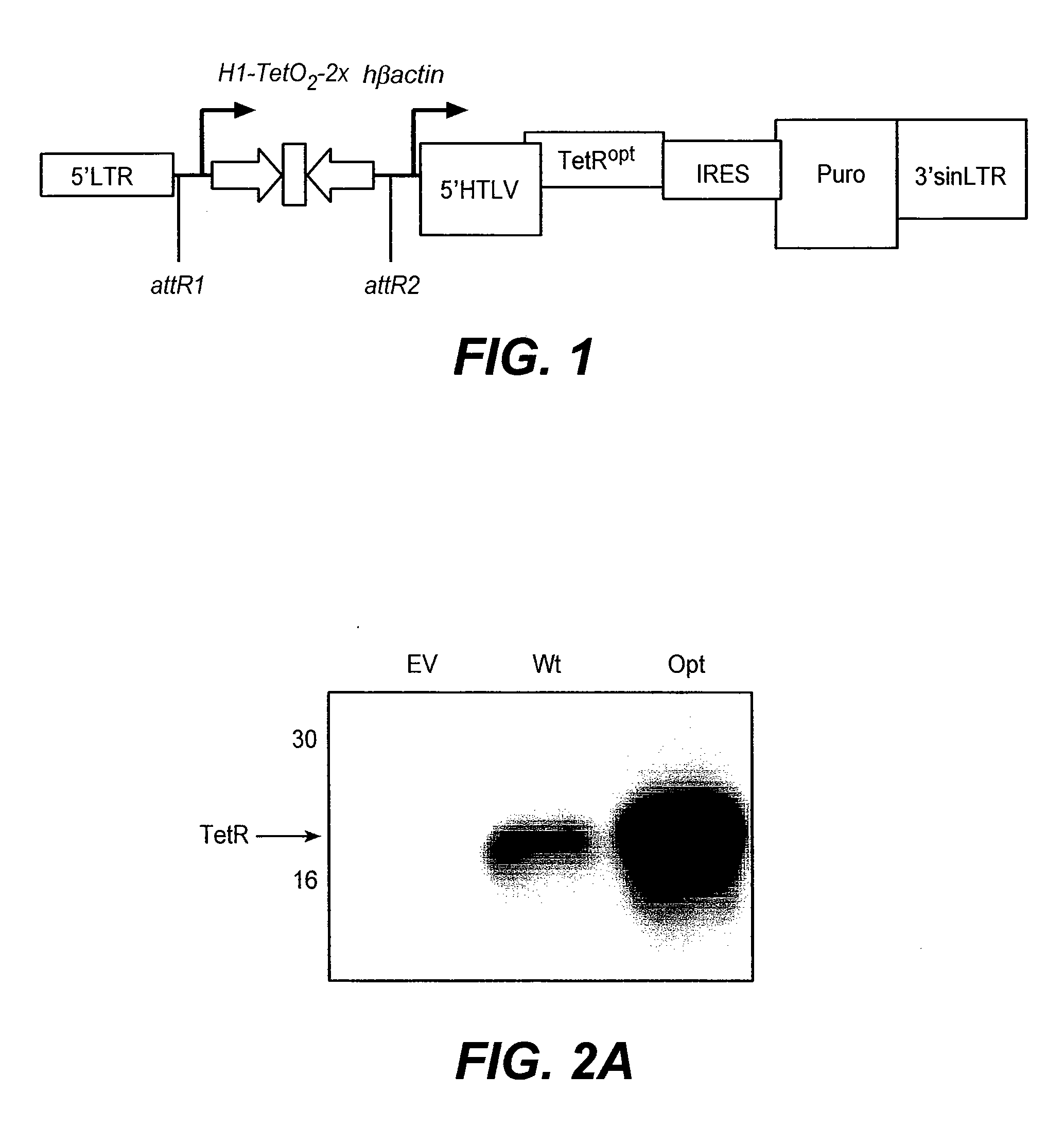 Vectors and Methods Using Same