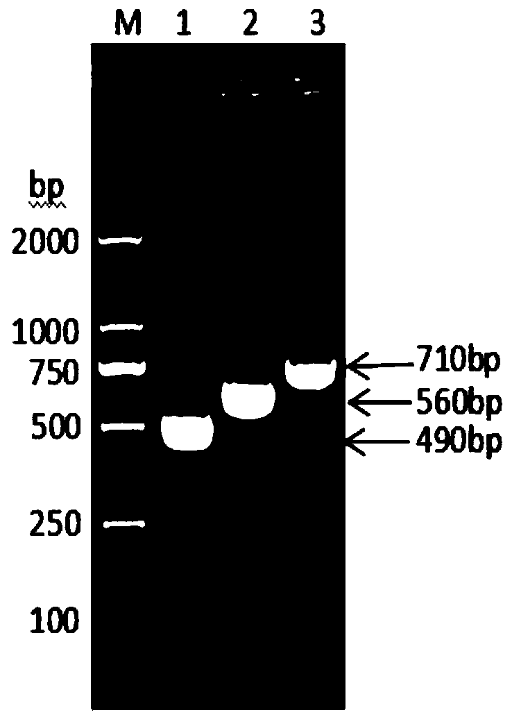 Fusion protein consisting of pig interleukin 2, pig interferon gamma and pig interferon alpha and preparation method thereof