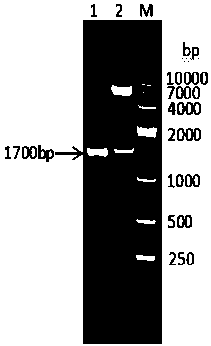 Fusion protein consisting of pig interleukin 2, pig interferon gamma and pig interferon alpha and preparation method thereof