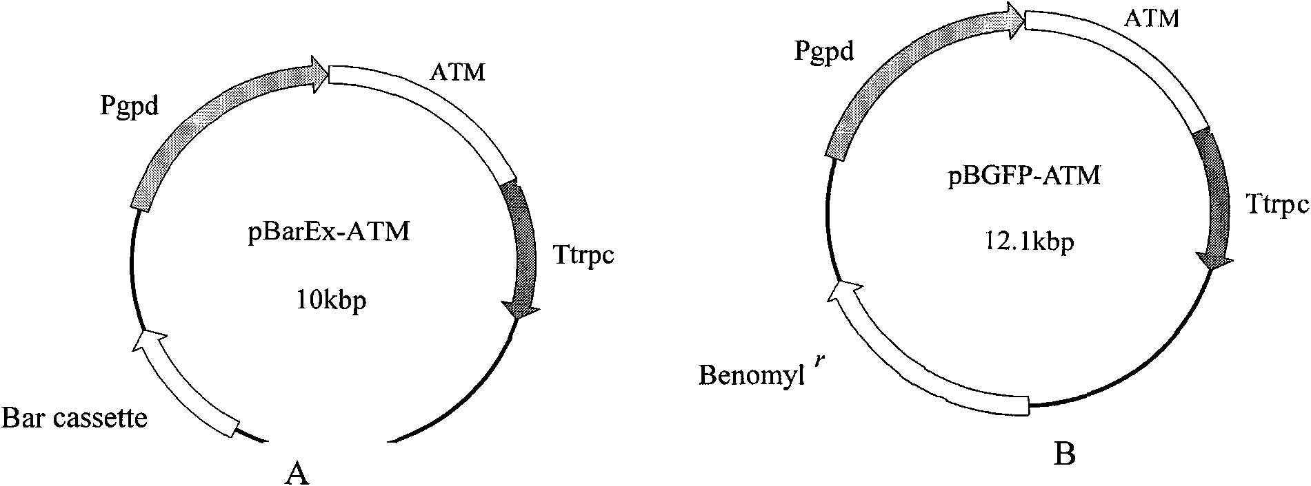 Entomopathogenic fungi acidic trehalase transgenic strain, preparation method and use thereof