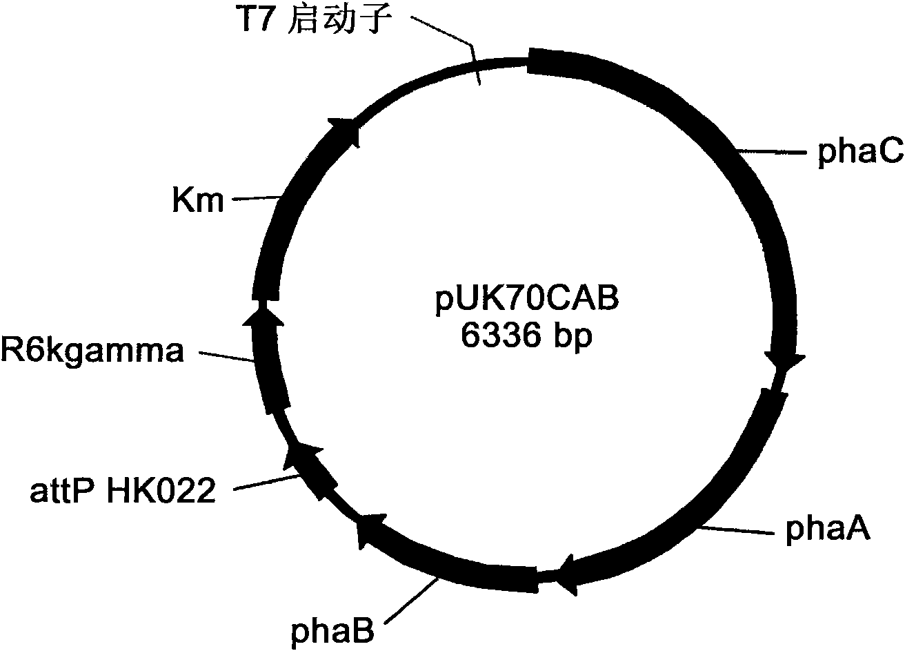 Engineering bacterium containing 2-oxoglutarate decarboxylase gene kgd and applications thereof