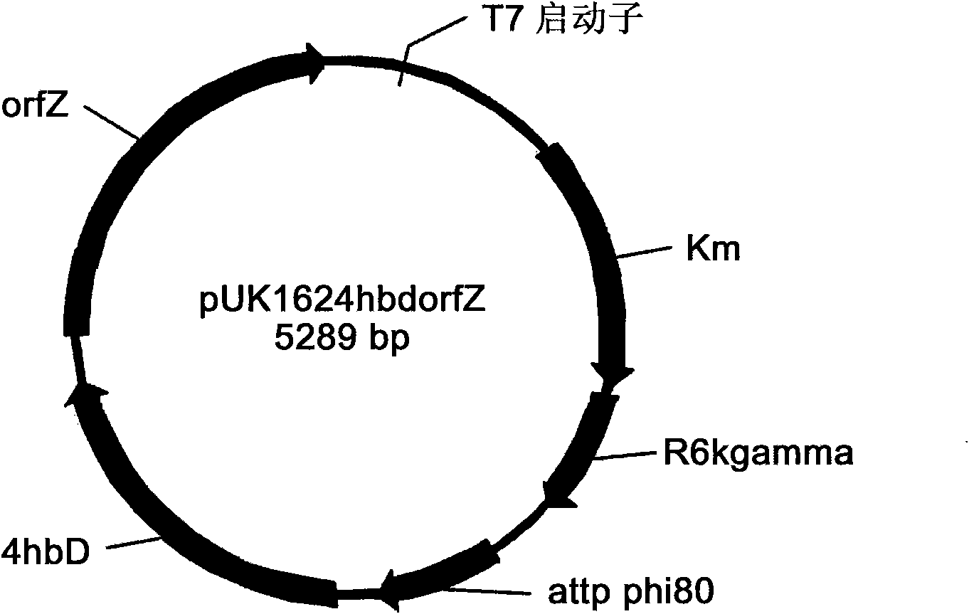 Engineering bacterium containing 2-oxoglutarate decarboxylase gene kgd and applications thereof