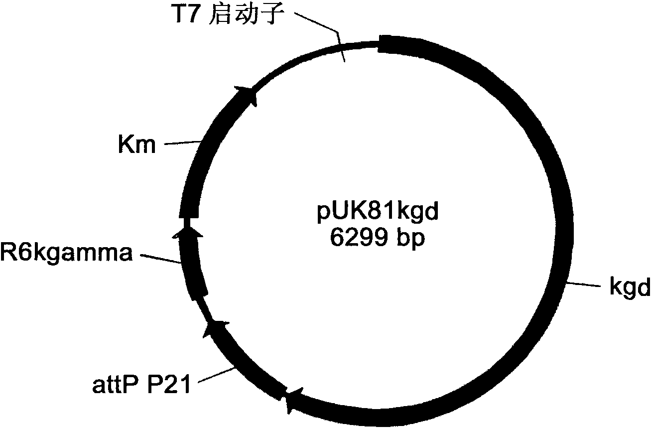 Engineering bacterium containing 2-oxoglutarate decarboxylase gene kgd and applications thereof