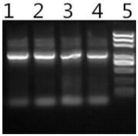 Method for purifying non-specific amplification PCR product based on paramagnetic particle method