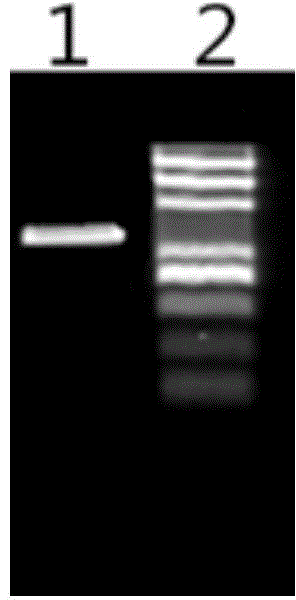 Method for purifying non-specific amplification PCR product based on paramagnetic particle method