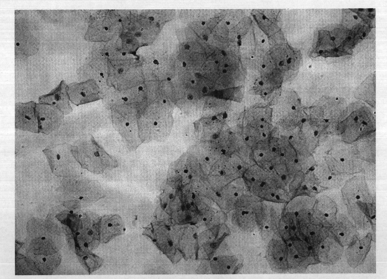 Cell preserving fluid and preparation method and use thereof