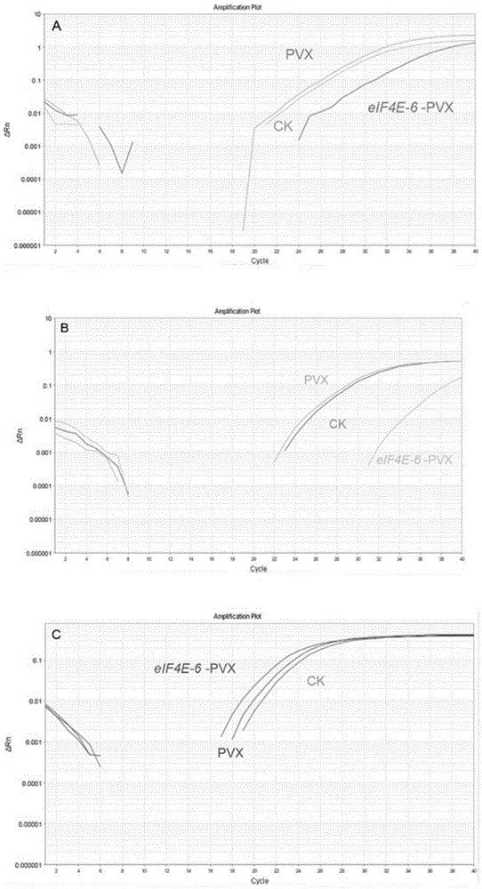 Preparation method of anti-tobacco potato Y virus vaccine