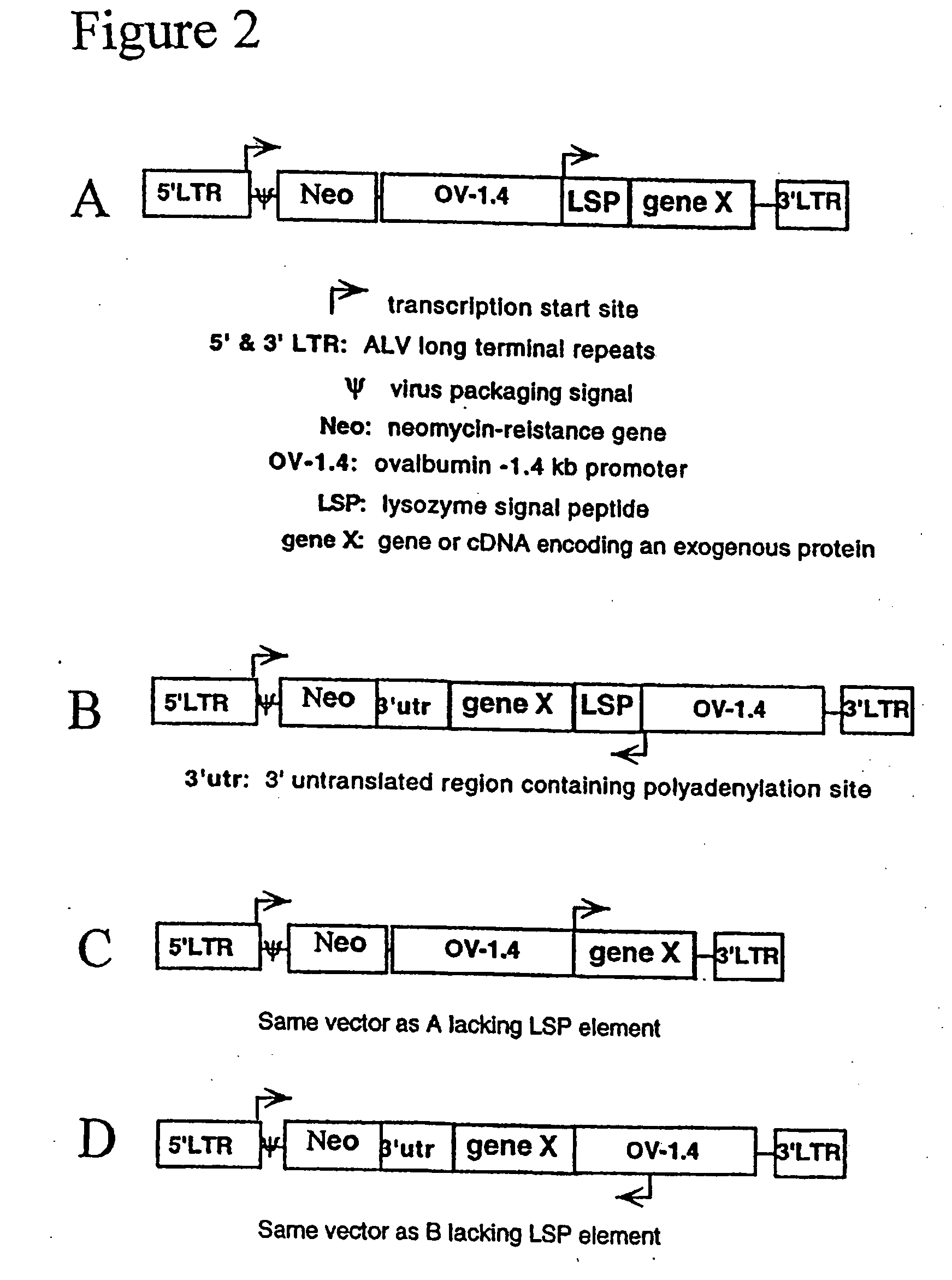 Avian eggs and exogenous proteins