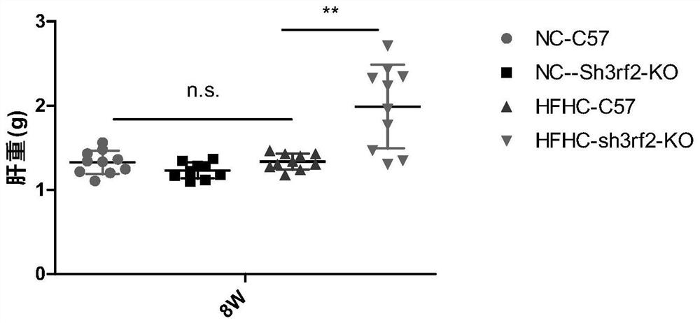 The function and application of sh3rf2 in the preparation of drugs for the treatment of non-alcoholic fatty liver disease and/or type 2 diabetes