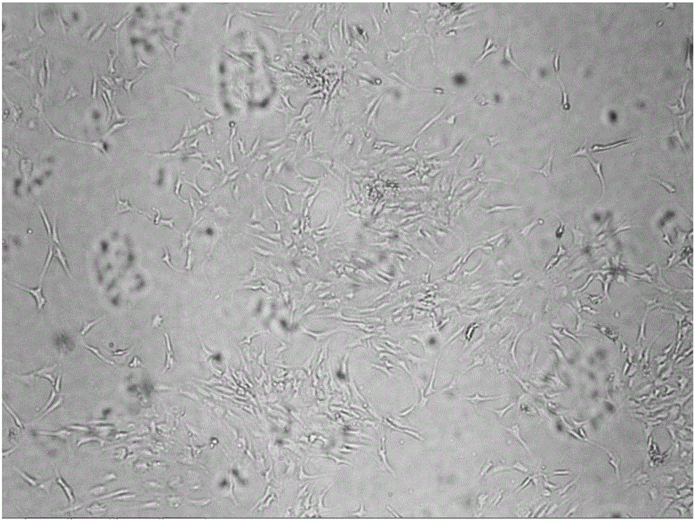 Method and device for inducing bone marrow mesenchymal stem cell differentiation and proliferation