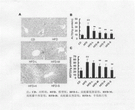 Application of celastrus orbiculatus alcohol extract in preparing medicine for treating non-alcoholic fatty liver disease (NAFLD)