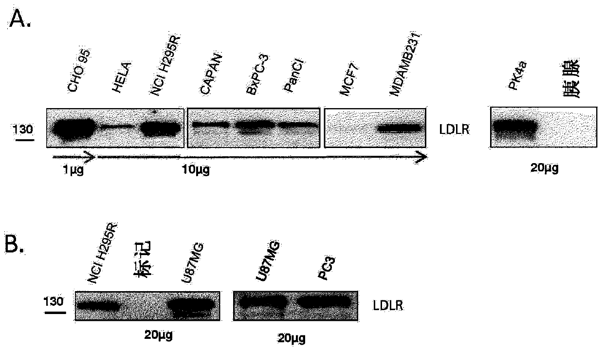 Compositions and methods for cancer imaging and radiotherapy