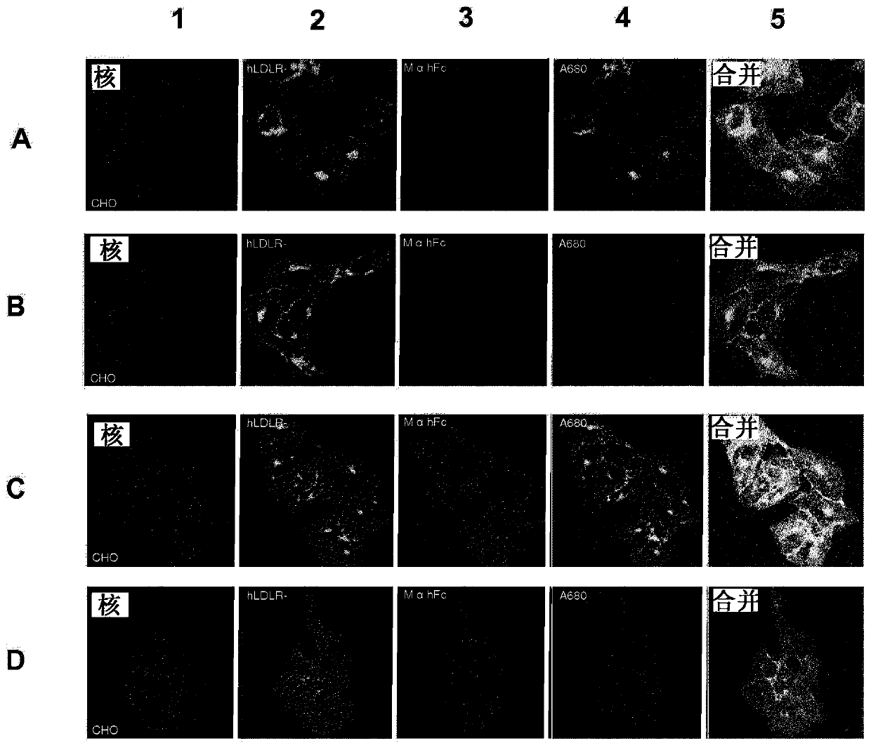 Compositions and methods for cancer imaging and radiotherapy