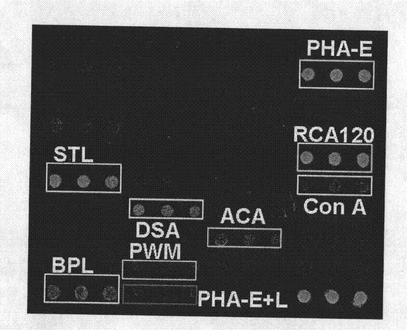 Method for simultaneously analyzing influenza A virus subtype and virulence thereof by utilizing agglutinin chip