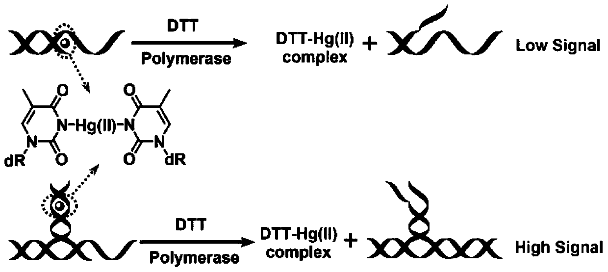 DNA Structure Probe Based on Nucleic Acid Isothermal Amplification Technology to Detect Mercury Ions