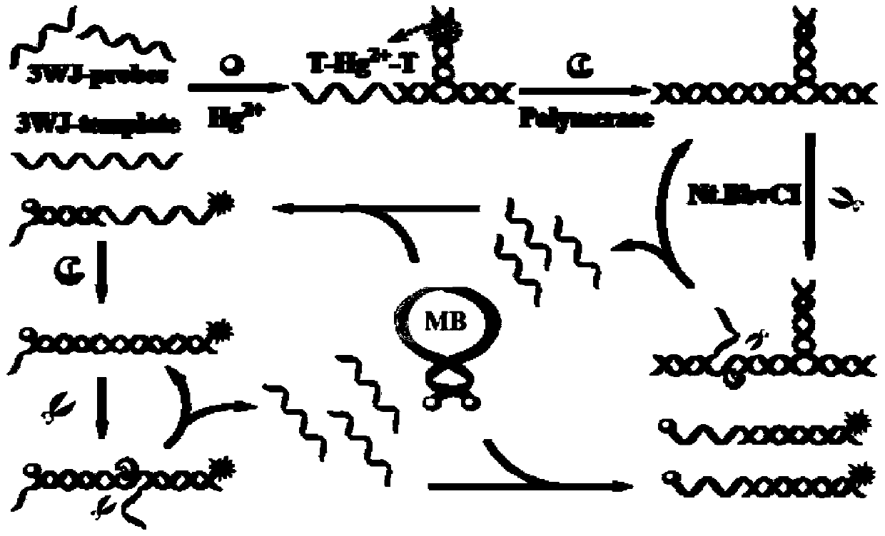 DNA Structure Probe Based on Nucleic Acid Isothermal Amplification Technology to Detect Mercury Ions