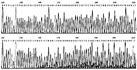 A method for simultaneously knocking out EGFRWT and EGFRVIII in glioblastoma