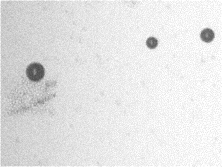 Method for extracting oil from microalgae by utilizing ionic liquid