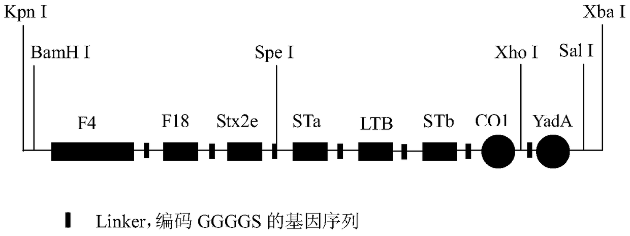 An optimized polyvalent antigen gene sequence of enterotoxigenic Escherichia coli and its application in preventing diarrhea in weaned piglets