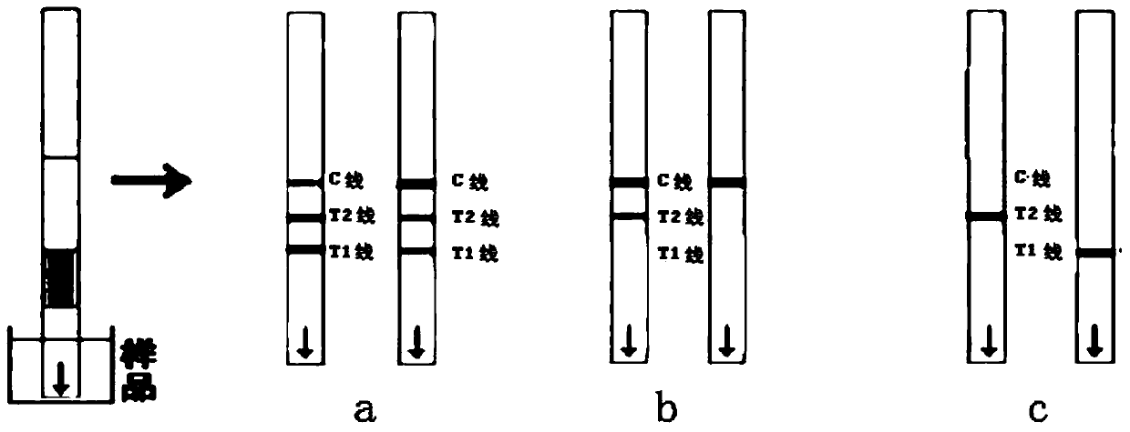 Neomycin semi-quantitative gold-labeled rapid detection kit, and detection method and application thereof