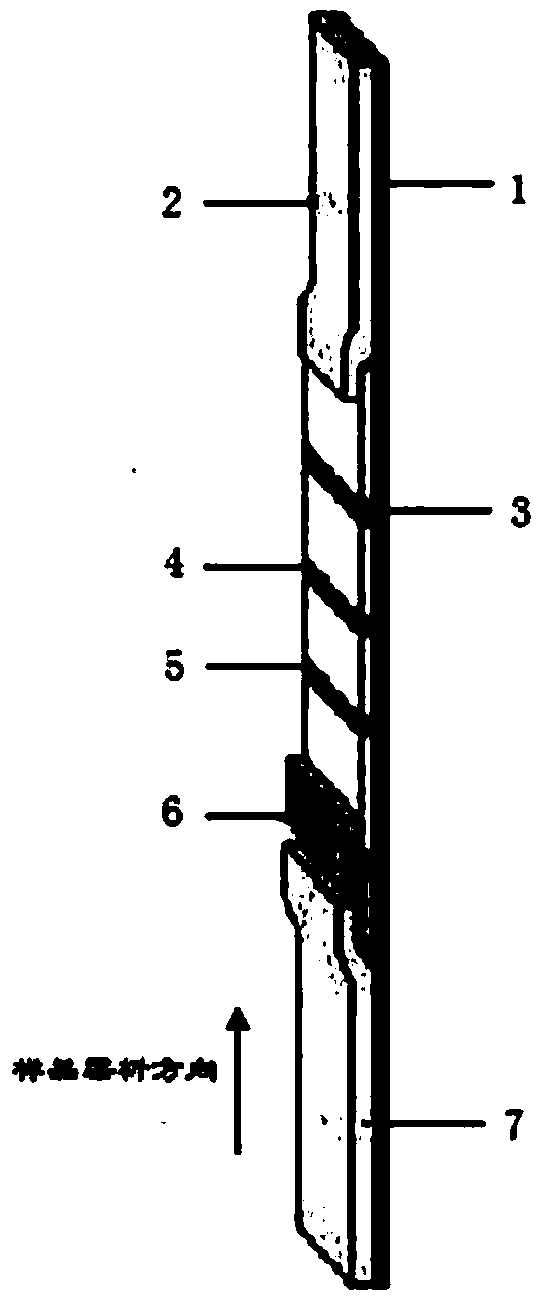 Neomycin semi-quantitative gold-labeled rapid detection kit, and detection method and application thereof