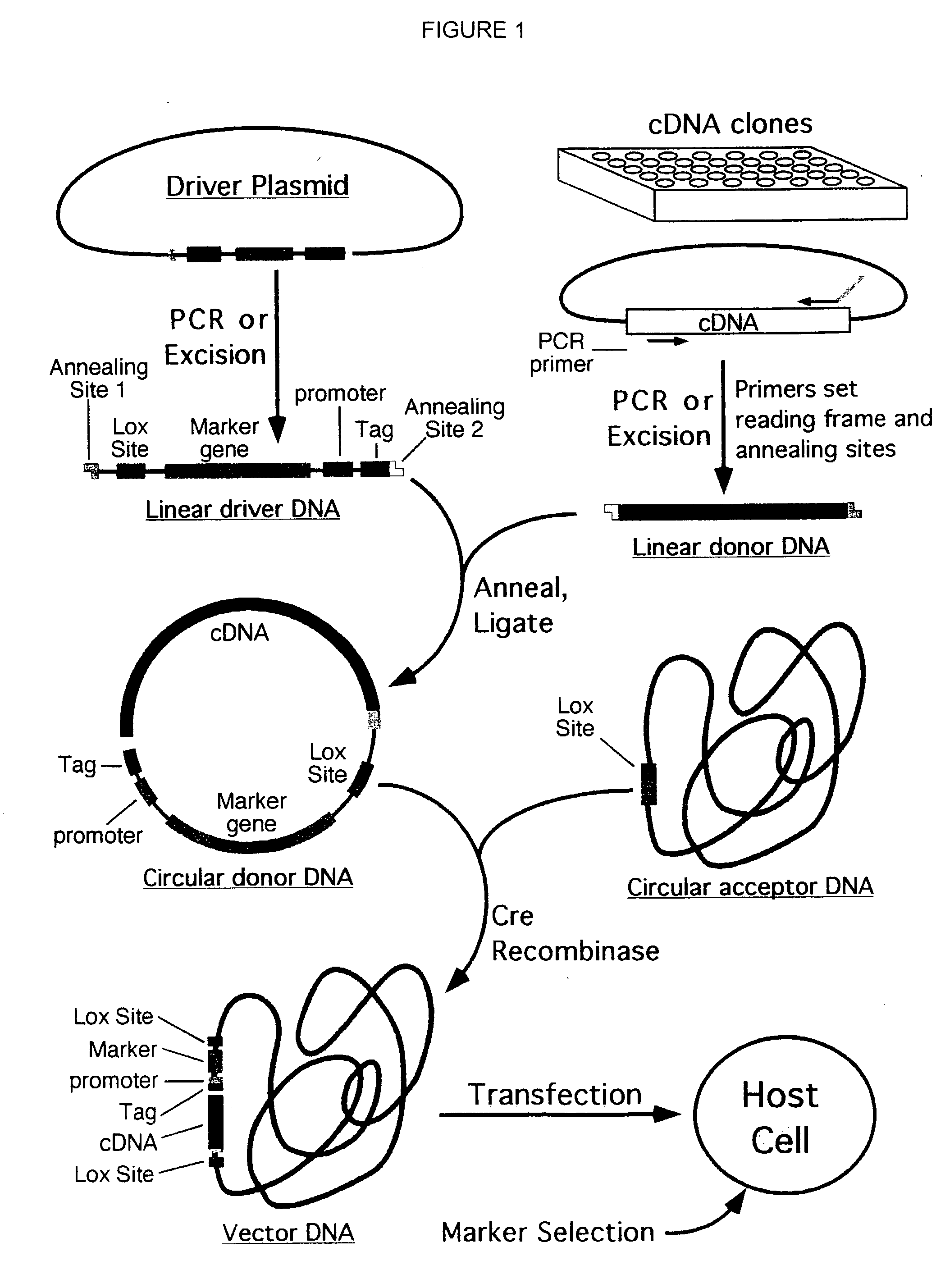 Cloning system for construction of recombinant expression vectors