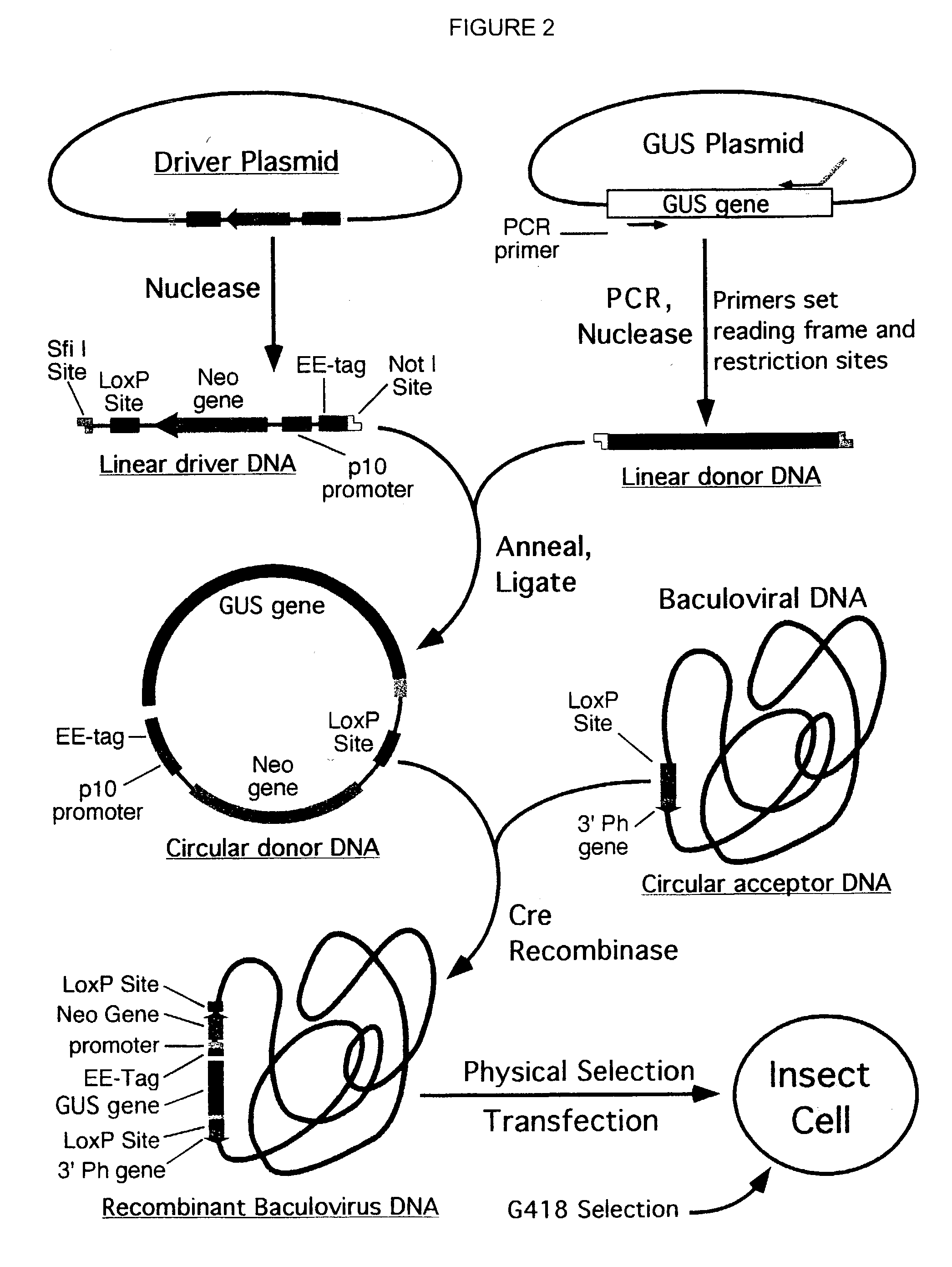 Cloning system for construction of recombinant expression vectors