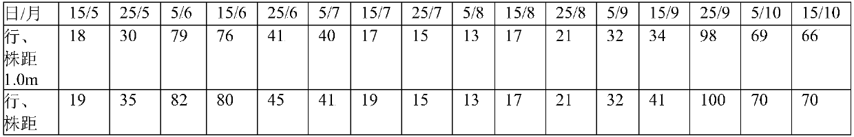 Method for restricting tea garden empoasca vitis Gothe by intercropping Chinese chestnut trees