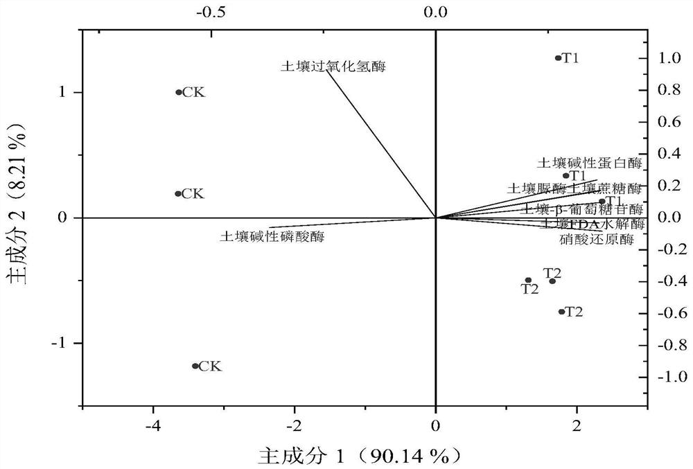 Improved compound microbial agent and application thereof in yield increase of angelica sinensis