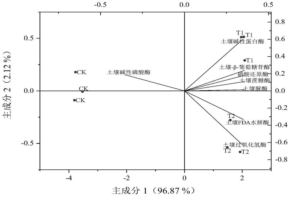 Improved compound microbial agent and application thereof in yield increase of angelica sinensis