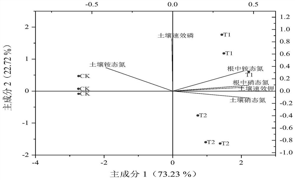 Improved compound microbial agent and application thereof in yield increase of angelica sinensis