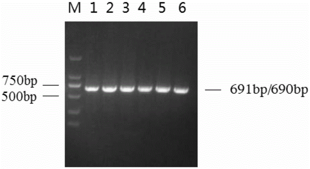 Genetic Markers and Applications of Piglet Size Traits