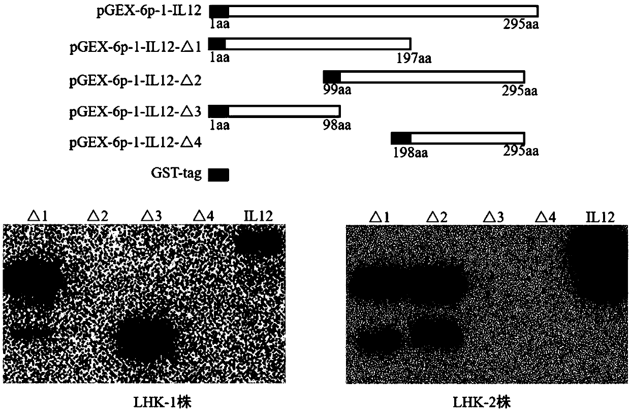 Method for detecting chicken interleukin 12 content and special kit thereof