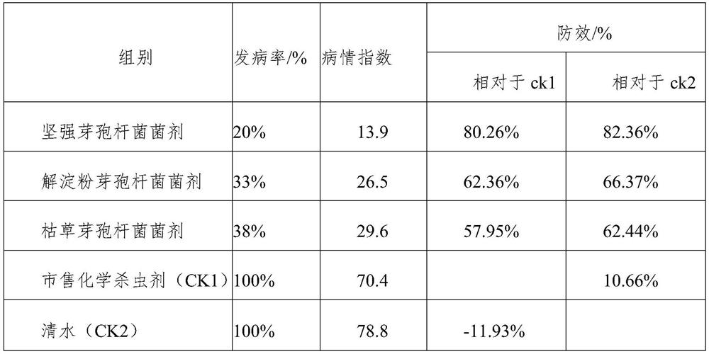 Fermentation preparation of bacillus firmus for preventing tobacco root knot nematode and applications