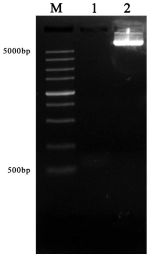 CRISPR/Cas12a-RCA electrochemical sensor detection system and application thereof