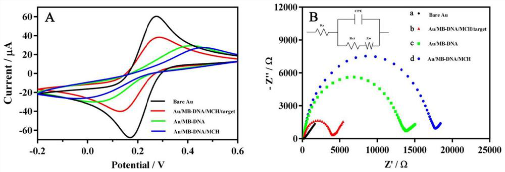 CRISPR/Cas12a-RCA electrochemical sensor detection system and application thereof