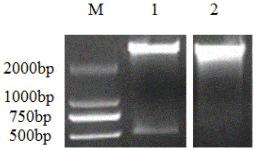 Construction and application of GADD45betaRNA interference report vector based on EGFP