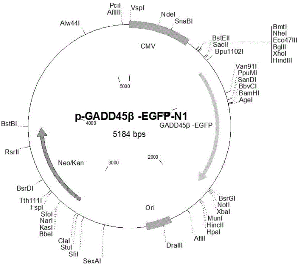 Construction and application of GADD45betaRNA interference report vector based on EGFP