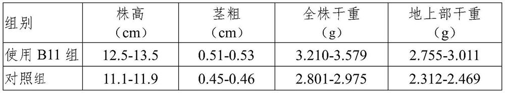 Growth regulation and control method for high-density seedling culture of melons, bacterial strain and application of bacterial strain