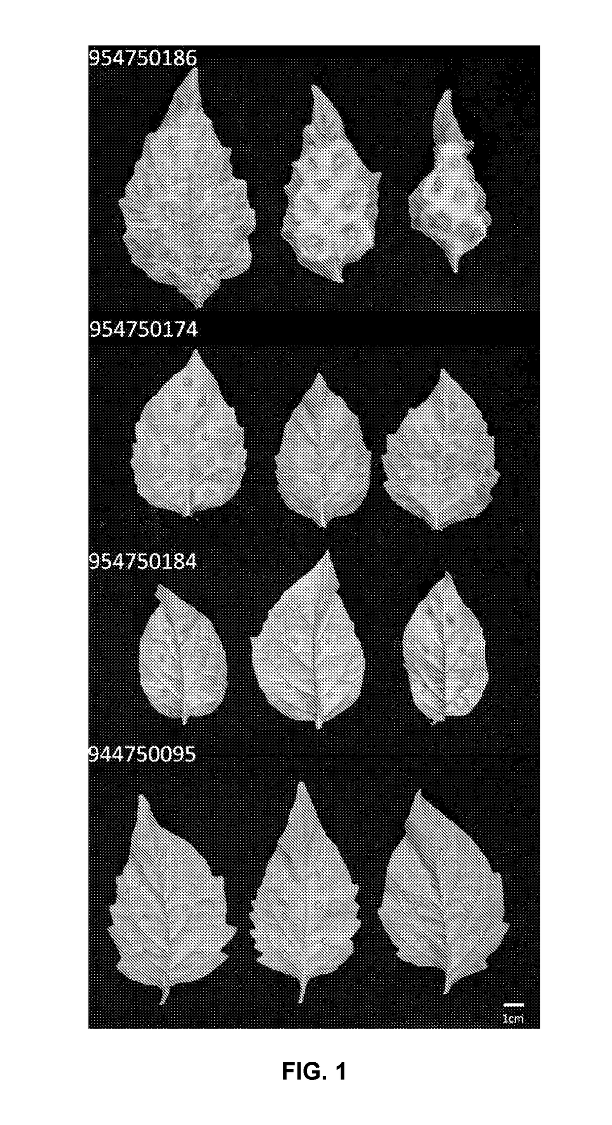 Late blight resistance gene from solanum americanum and methods of use