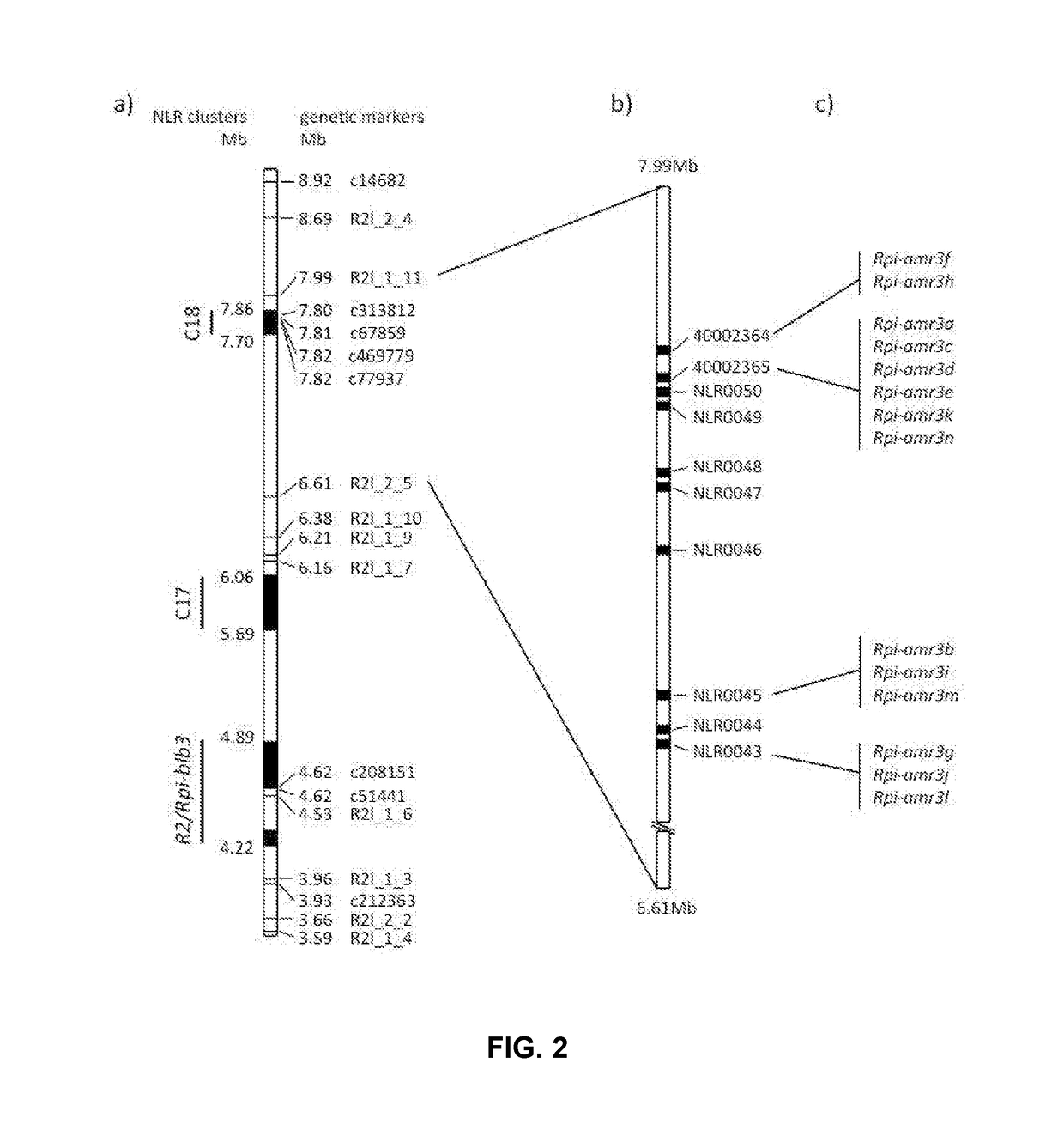 Late blight resistance gene from solanum americanum and methods of use