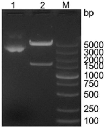 PRRSV-1 virus-like particles and preparation method thereof