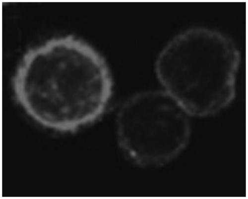 PRRSV-1 virus-like particles and preparation method thereof